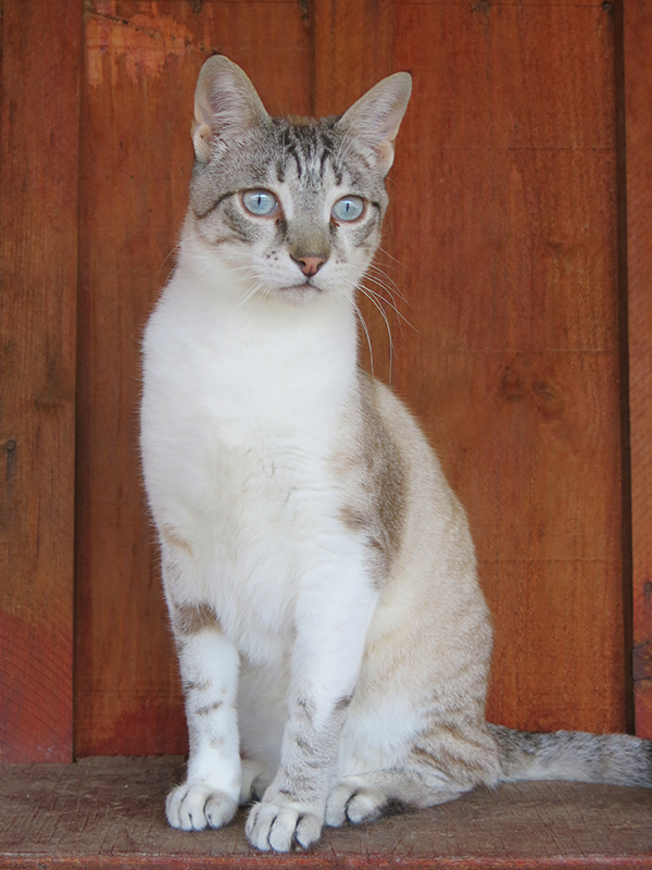 Kugar cat (1)
