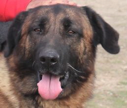 Leao Start Leao Start