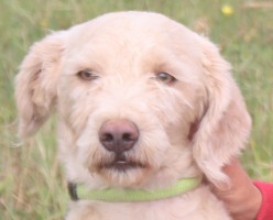 Apolo Start Apolo Start