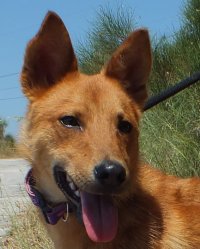 Koyote Start Koyote Start