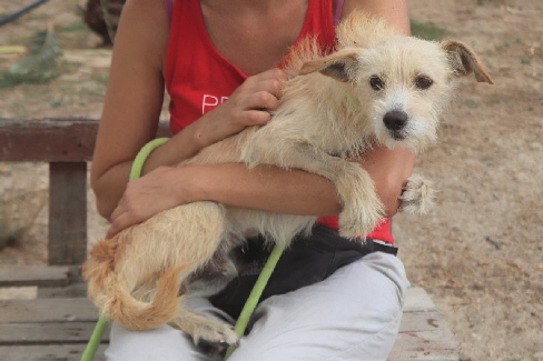 Karenin (1)